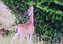 Odocoileus hemionus